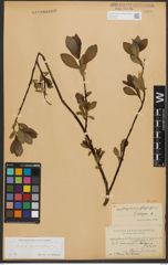 Foto von Salix phylicifolia L.